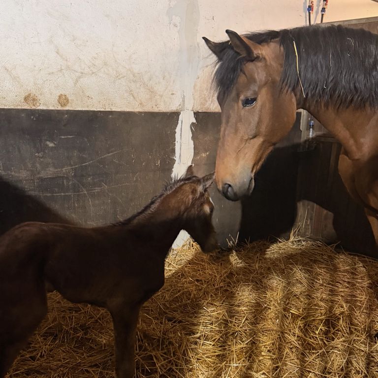 Bella und Calle - Fohlen geboren!